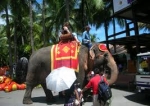 elefante thailandese.jpg