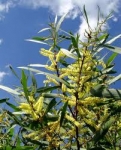 acacia langifolia.jpg